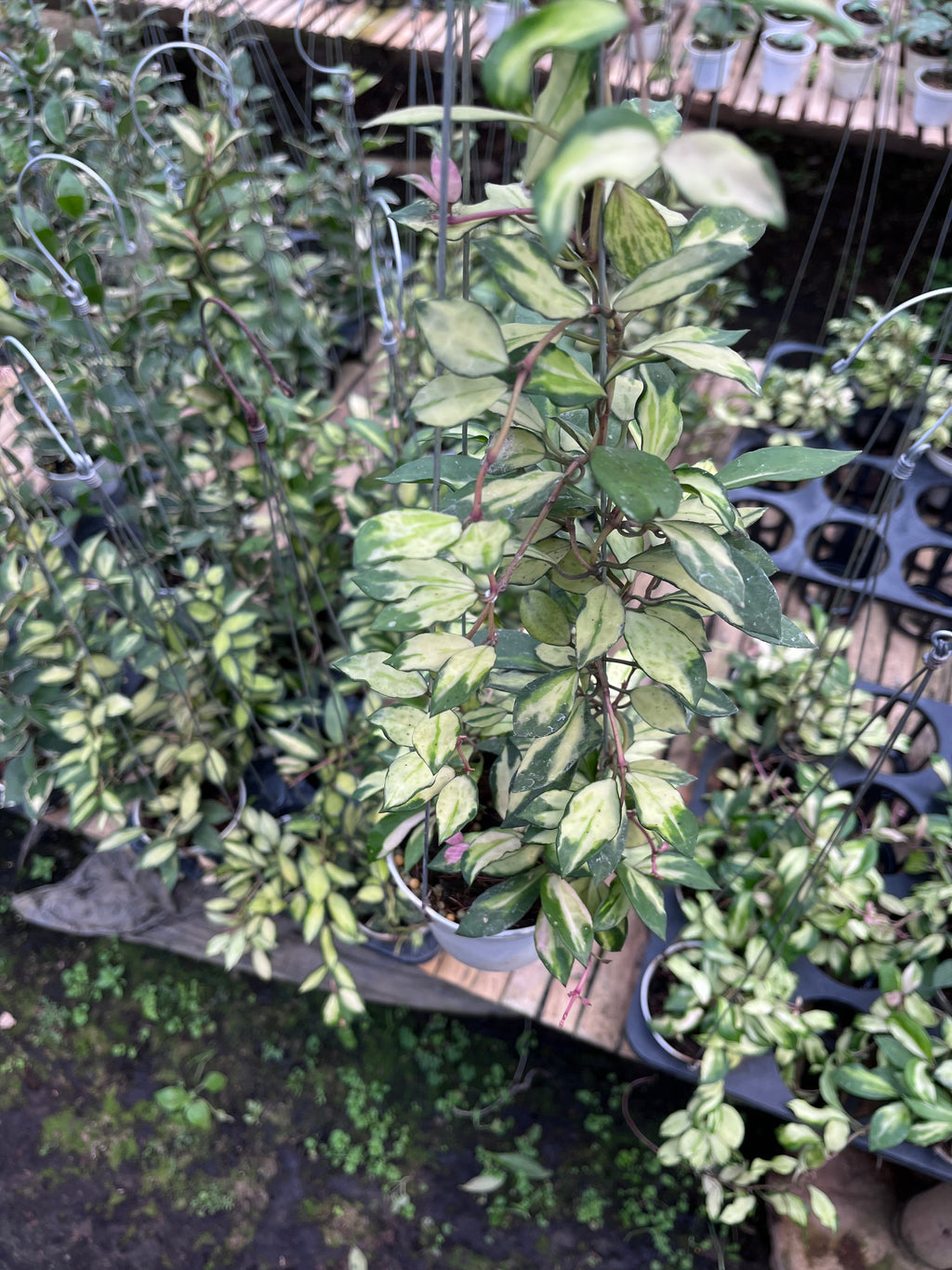 Hoya Lacunosa Minara
