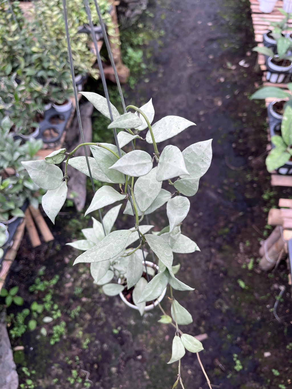 Hoya Lacunosa HSL