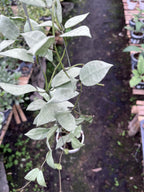 Hoya Lacunosa HSL