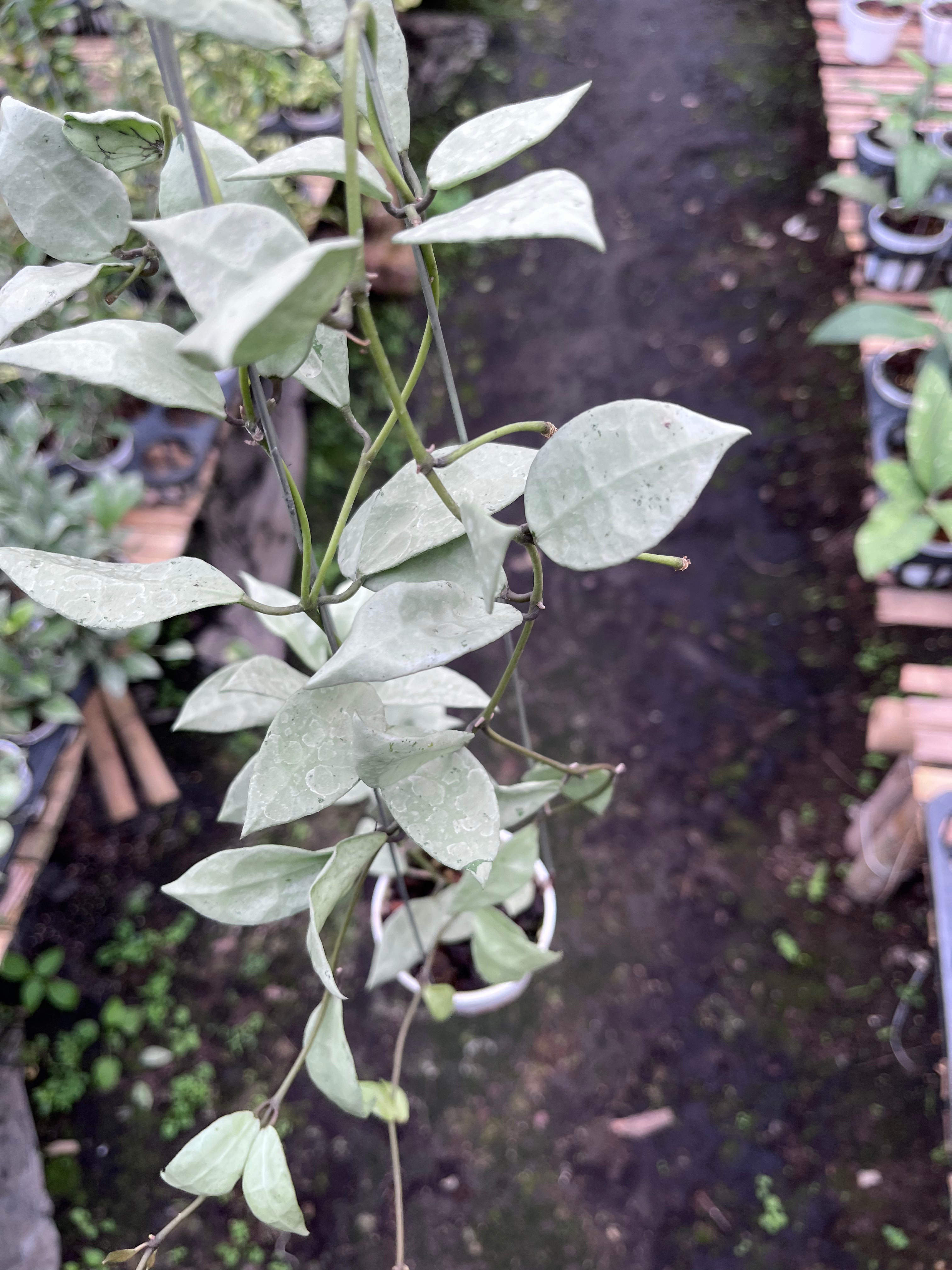 Hoya Lacunosa HSL