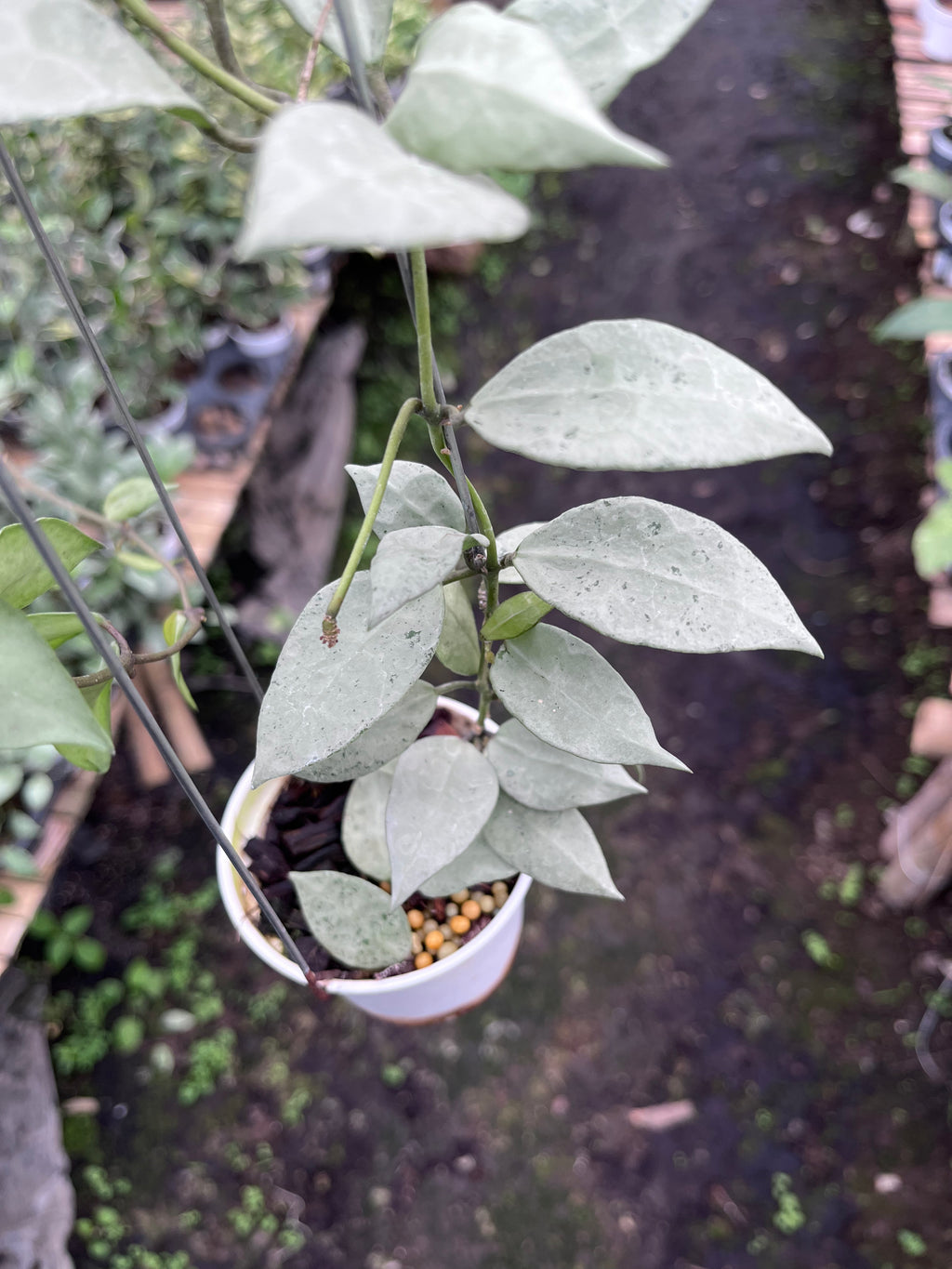 Hoya Lacunosa HSL