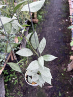 Hoya Lacunosa HSL