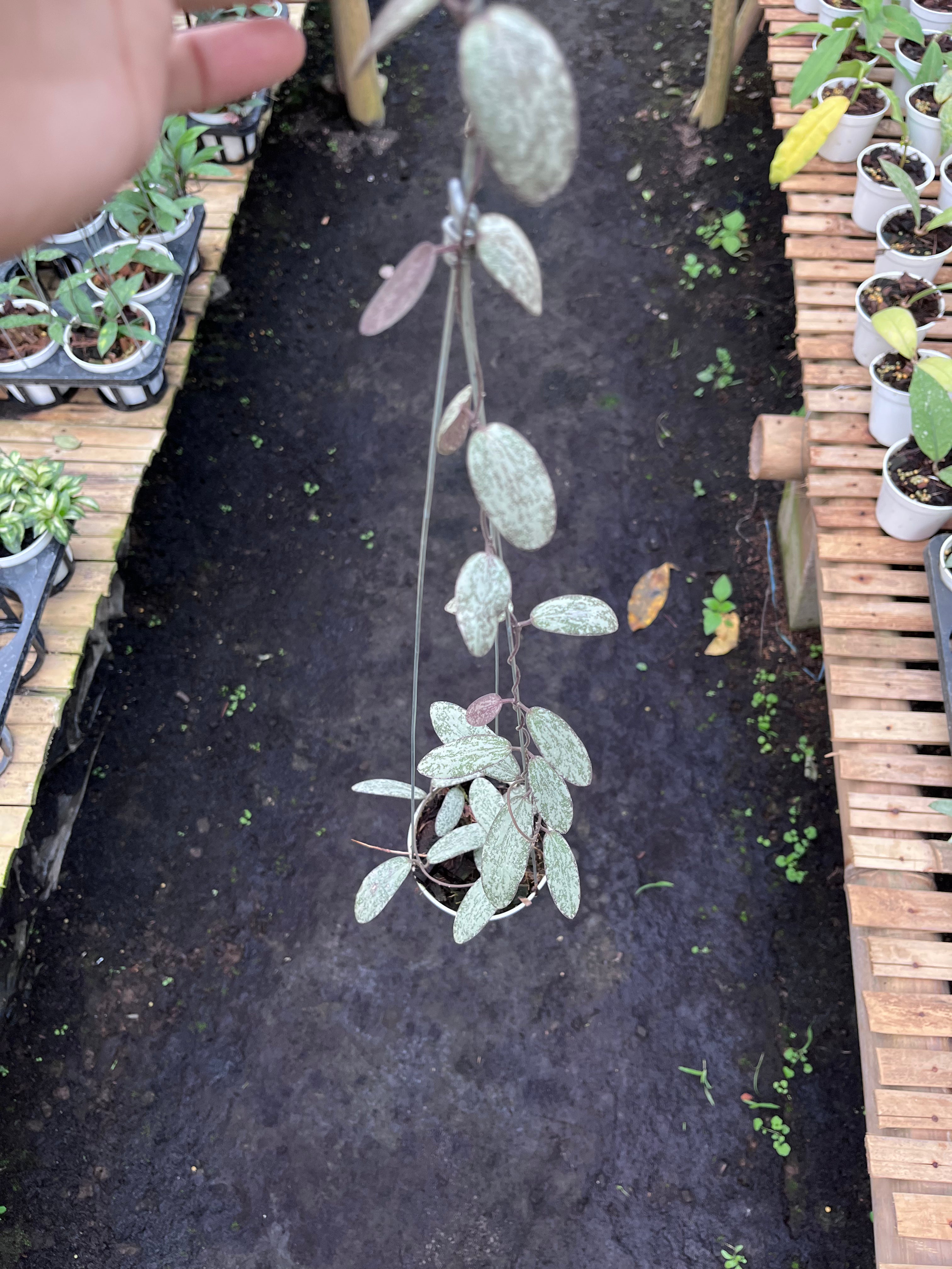 Hoya Sigilatis Silver