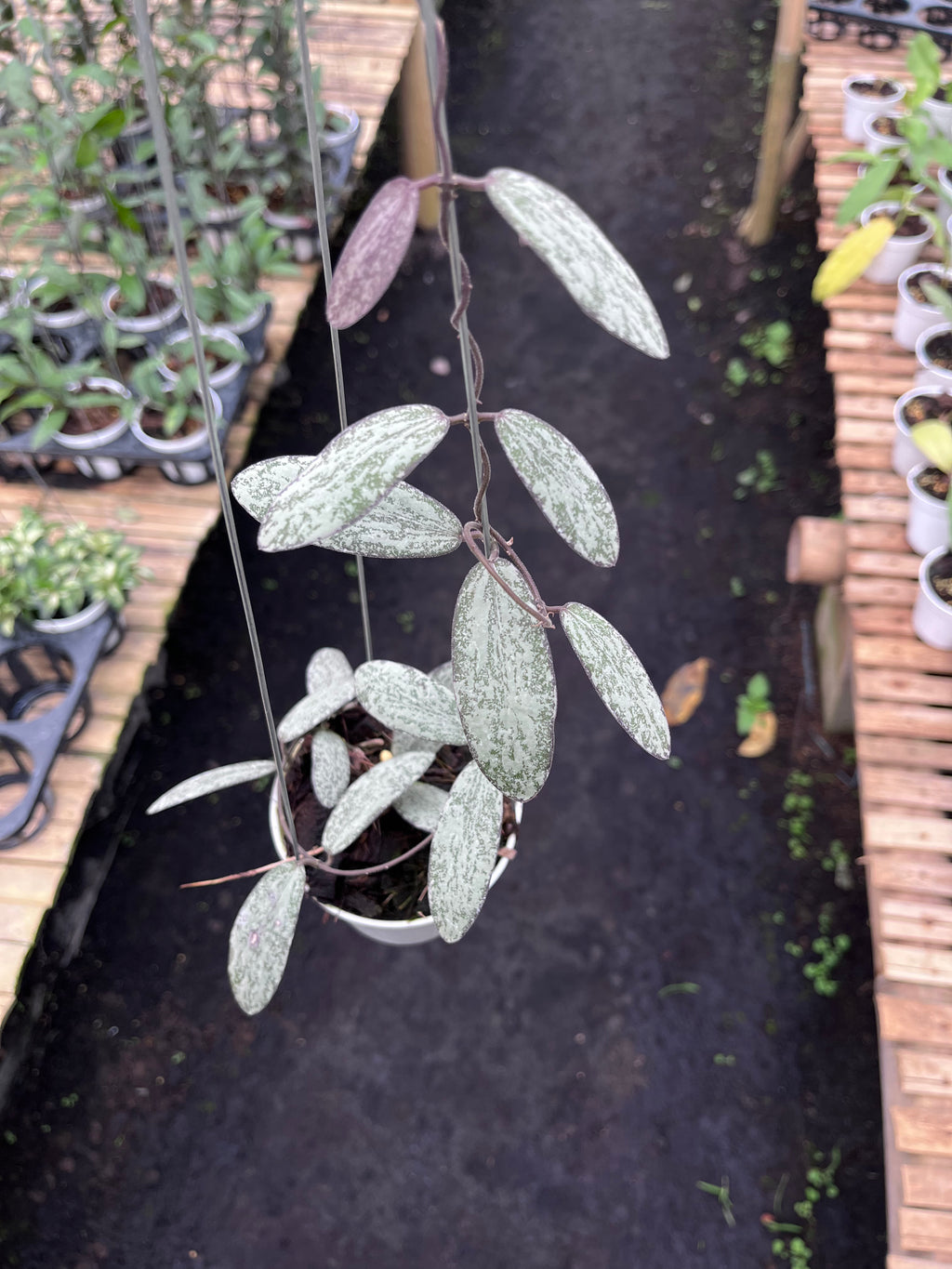 Hoya Sigilatis Silver