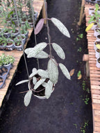 Hoya Sigilatis Silver
