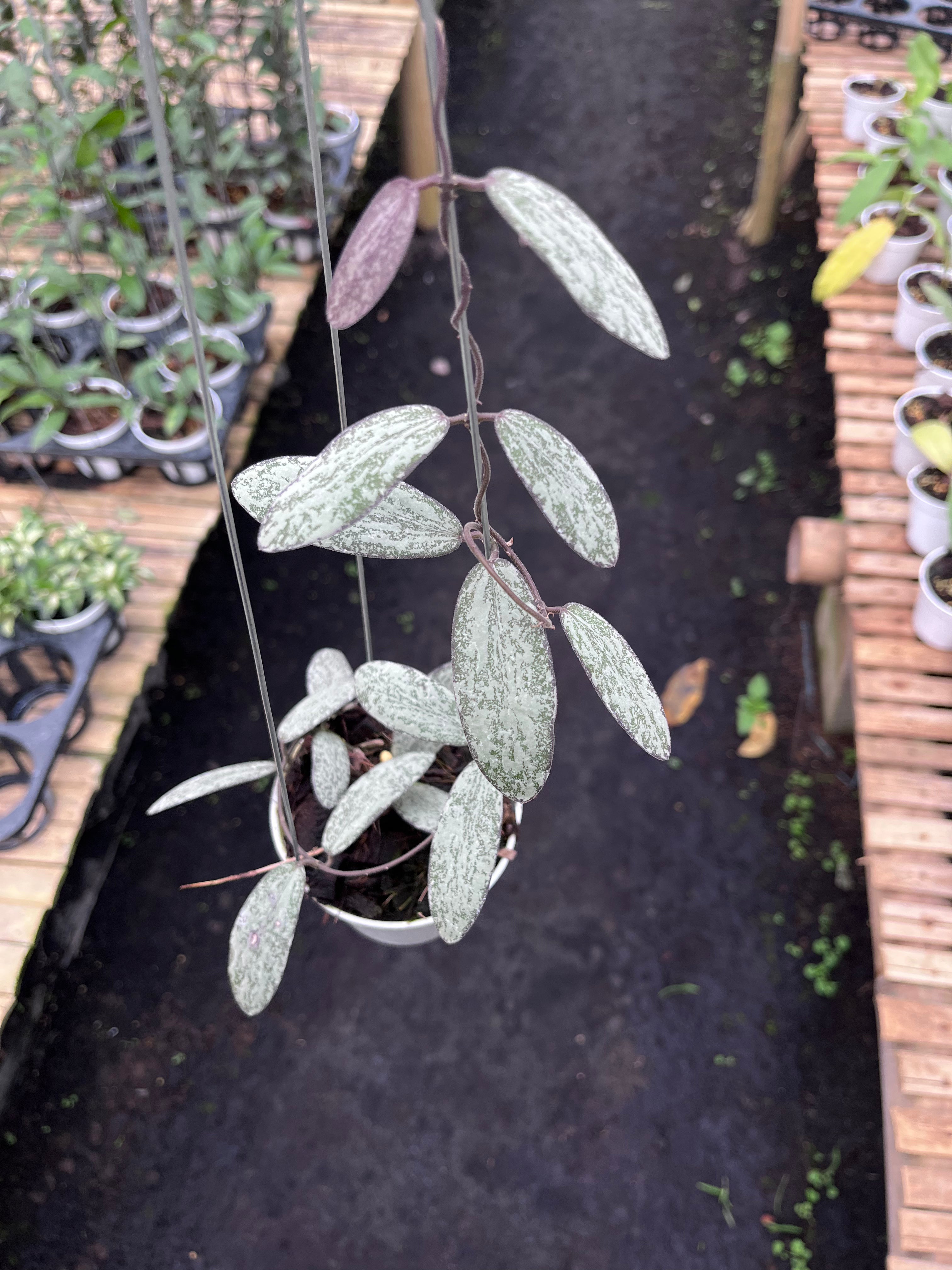 Hoya Sigilatis Silver