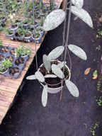 Hoya Sigilatis Silver