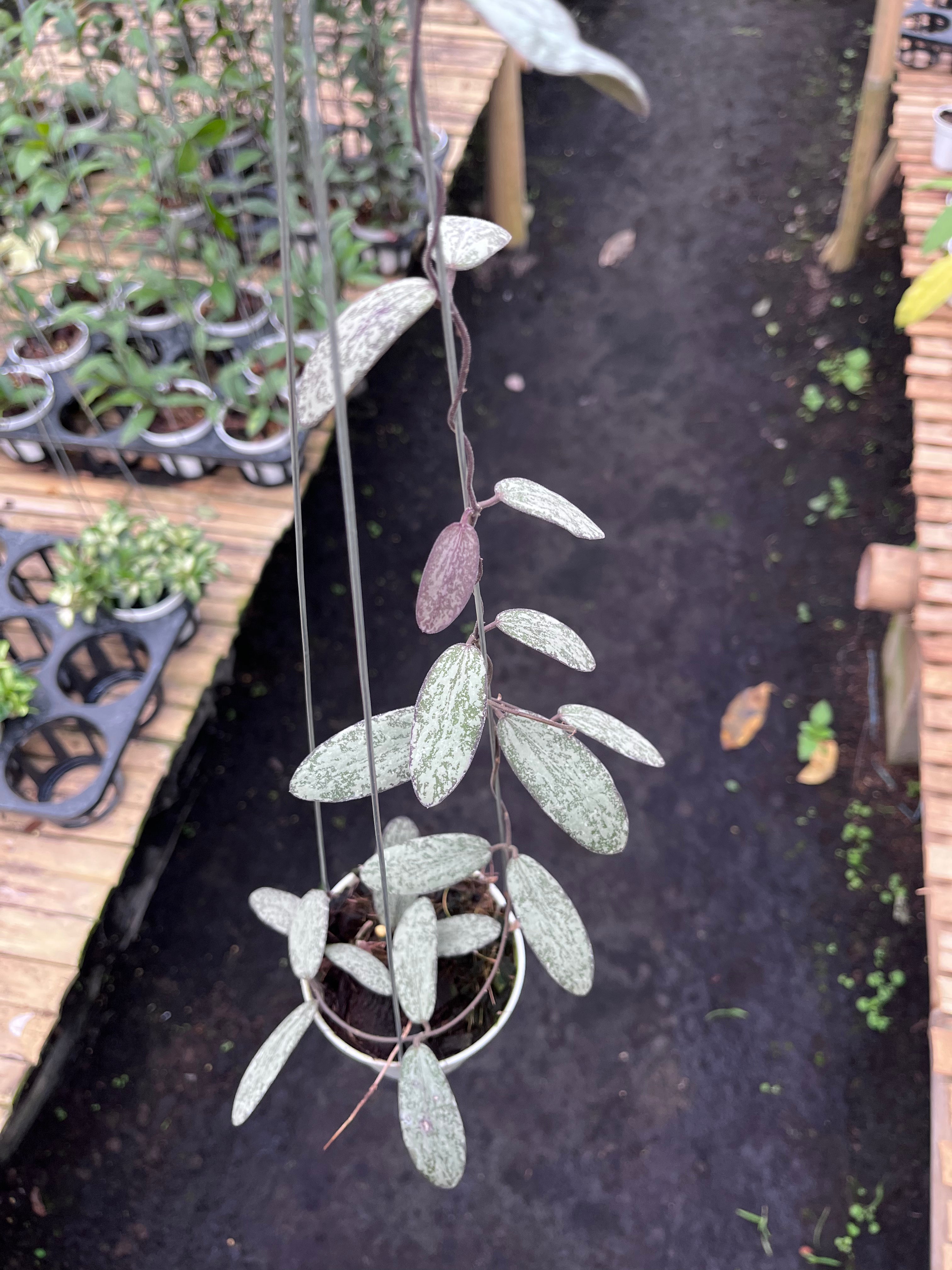 Hoya Sigilatis Silver
