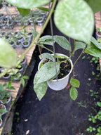 Hoya Walliniana Splash