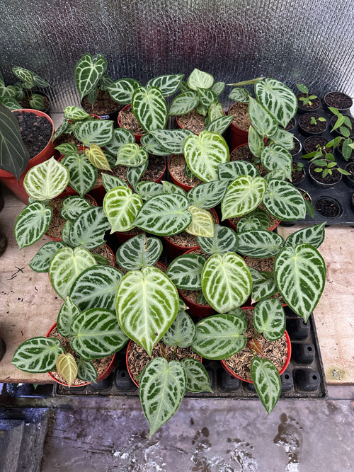 Anthurium Silver