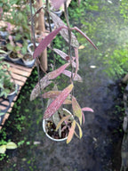Hoya Sigilatis Thai