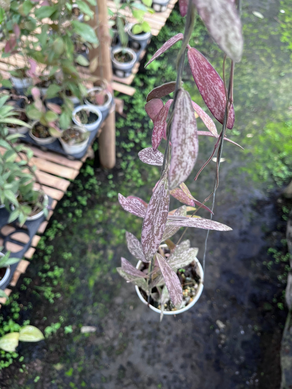 Hoya Sigilatis Thai