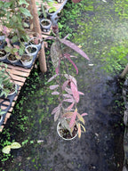 Hoya Sigilatis Thai