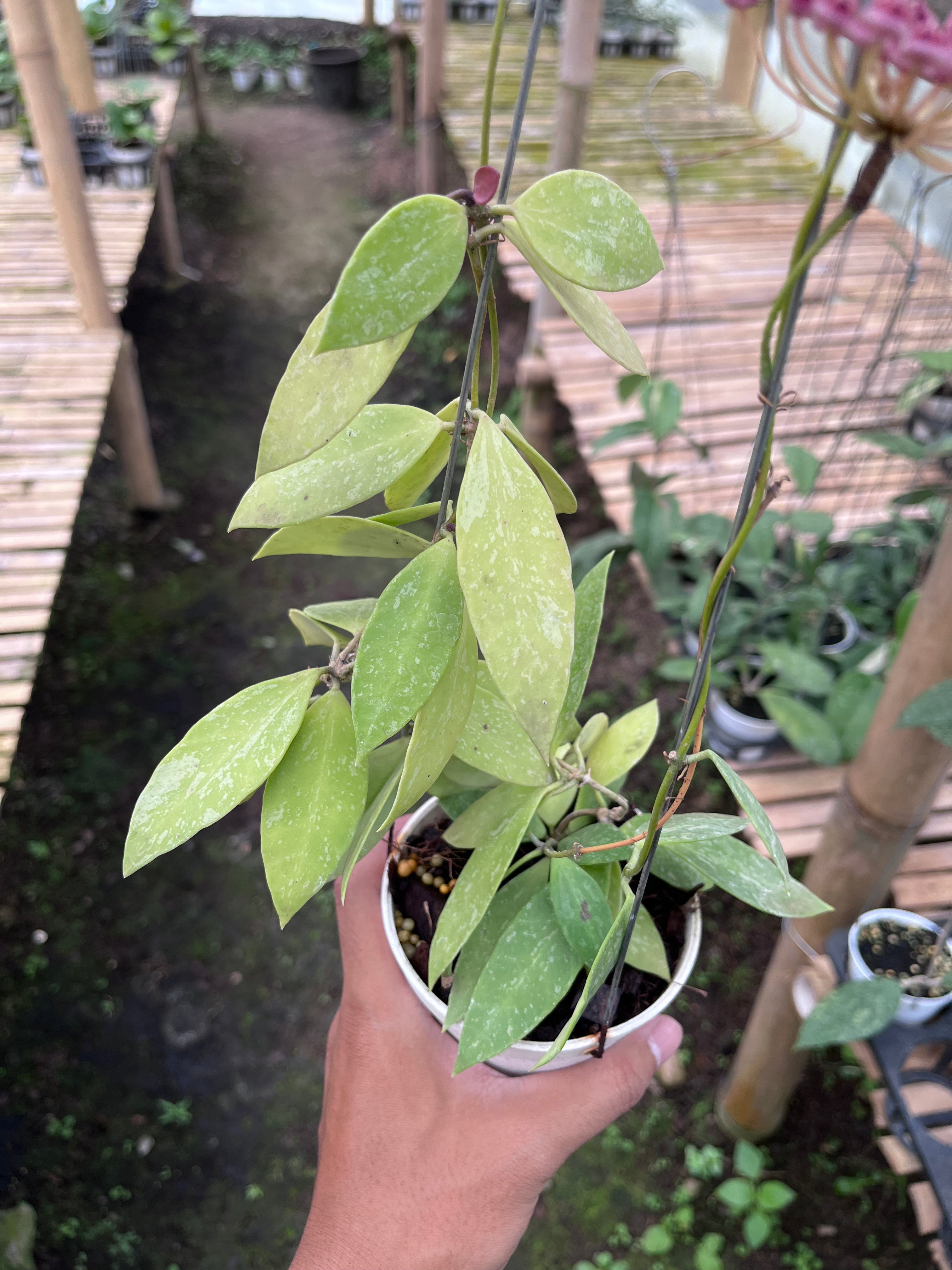 Hoya Gracilis Memoria