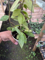 Hoya Gracilis Memoria