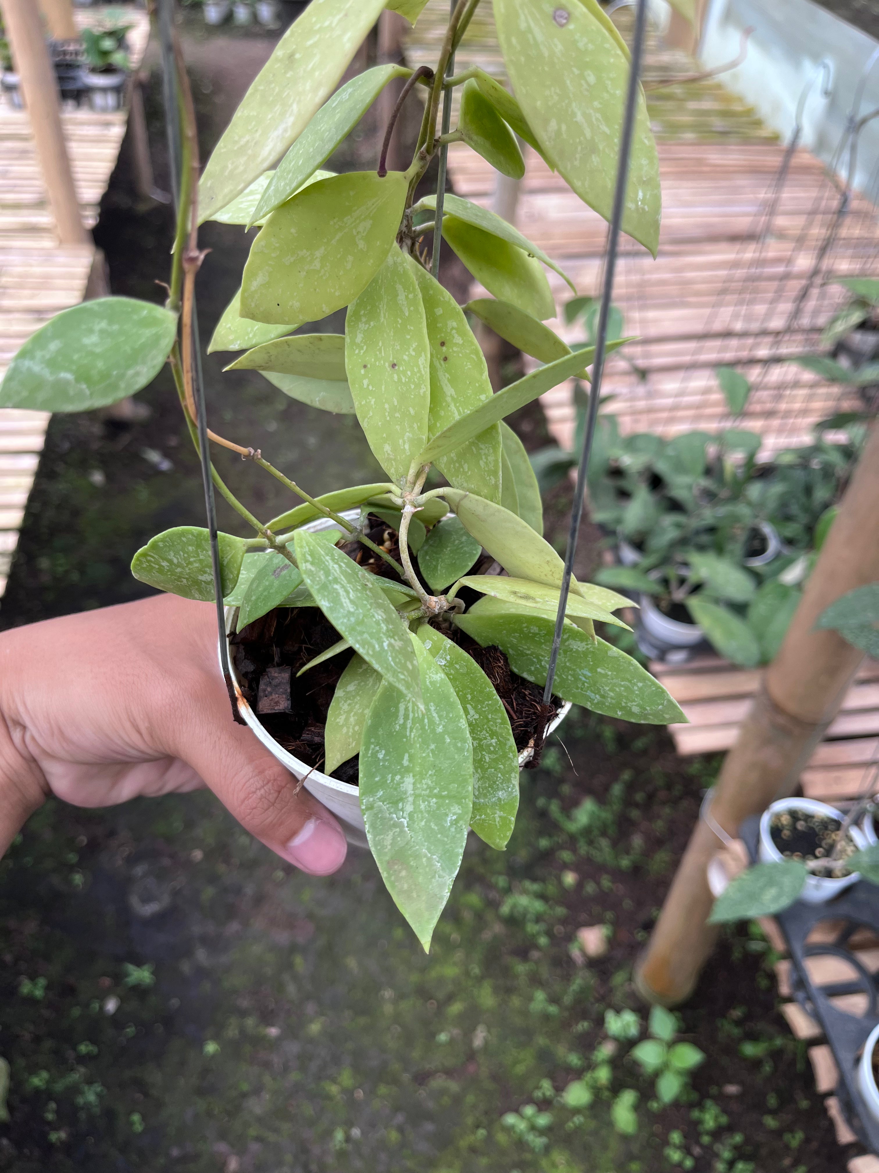 Hoya Gracilis Memoria
