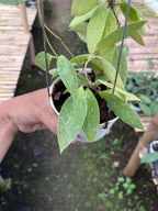 Hoya Gracilis Memoria