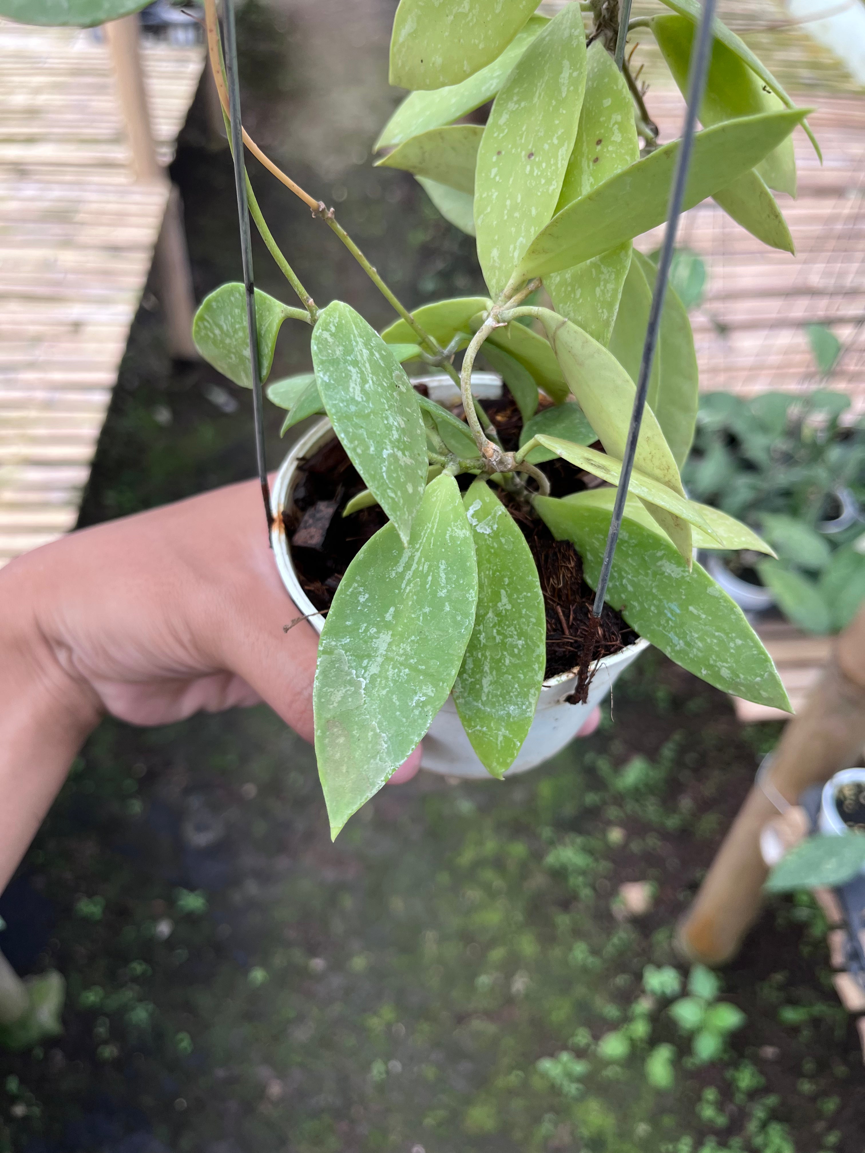 Hoya Gracilis Memoria