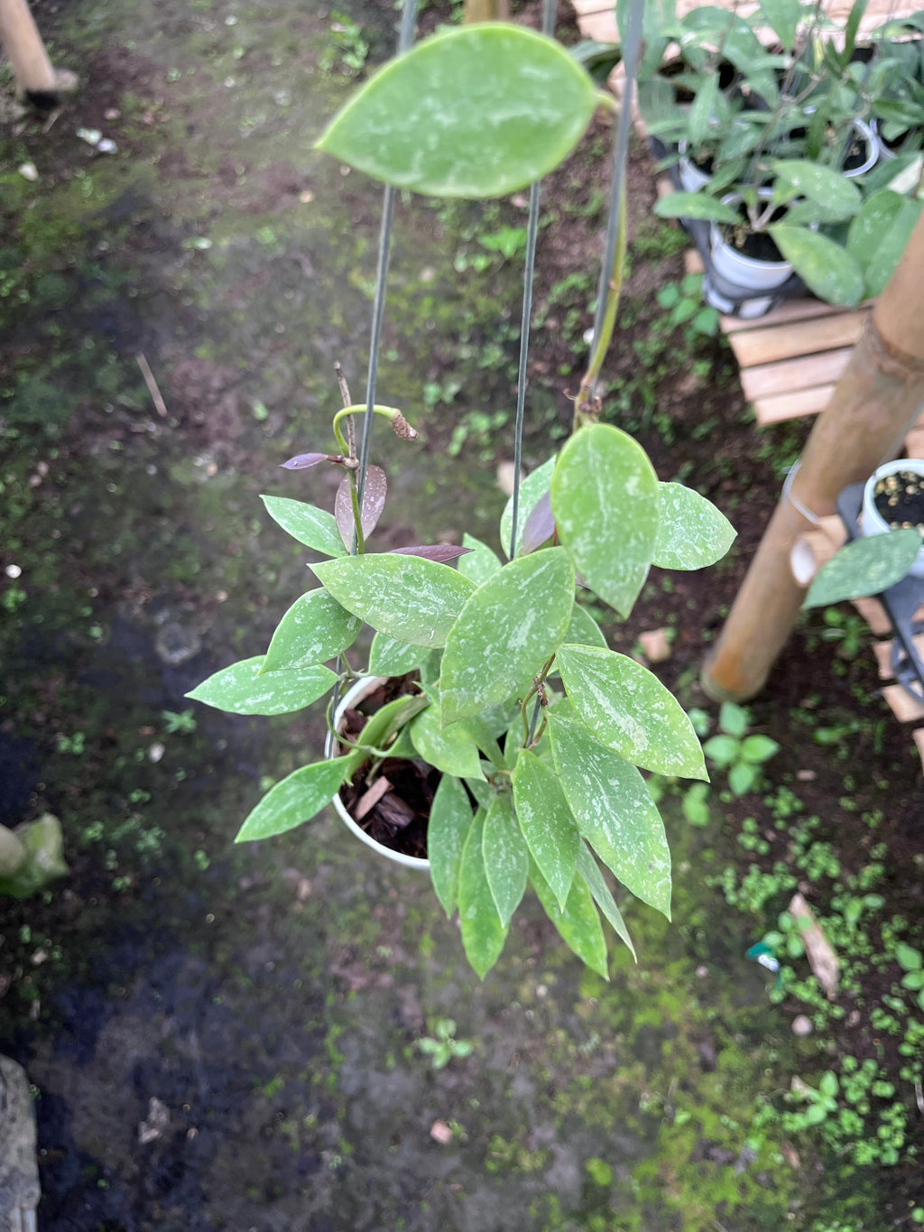 Hoya Gracilis Memoria