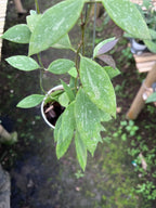 Hoya Gracilis Memoria