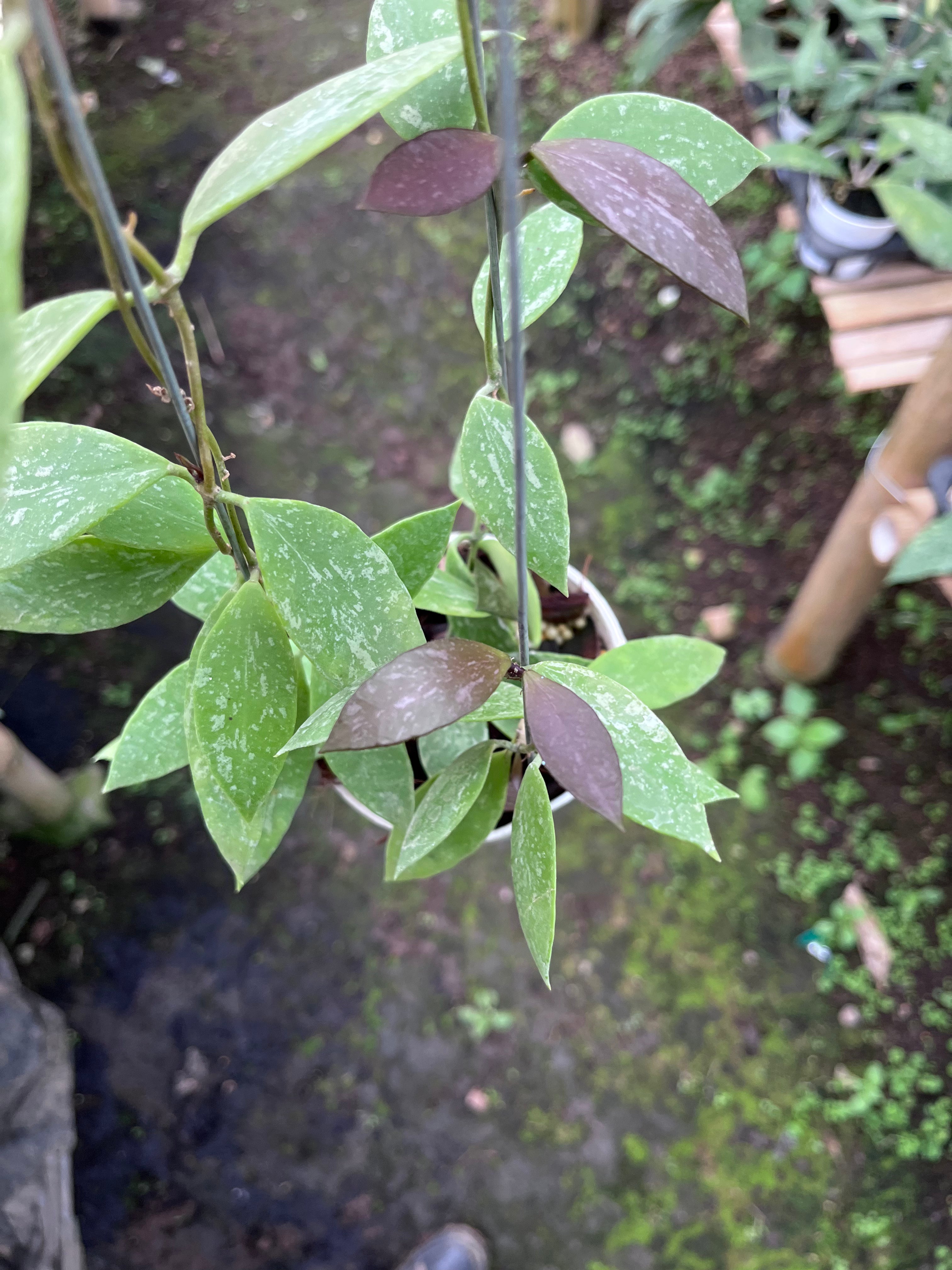 Hoya Gracilis Memoria