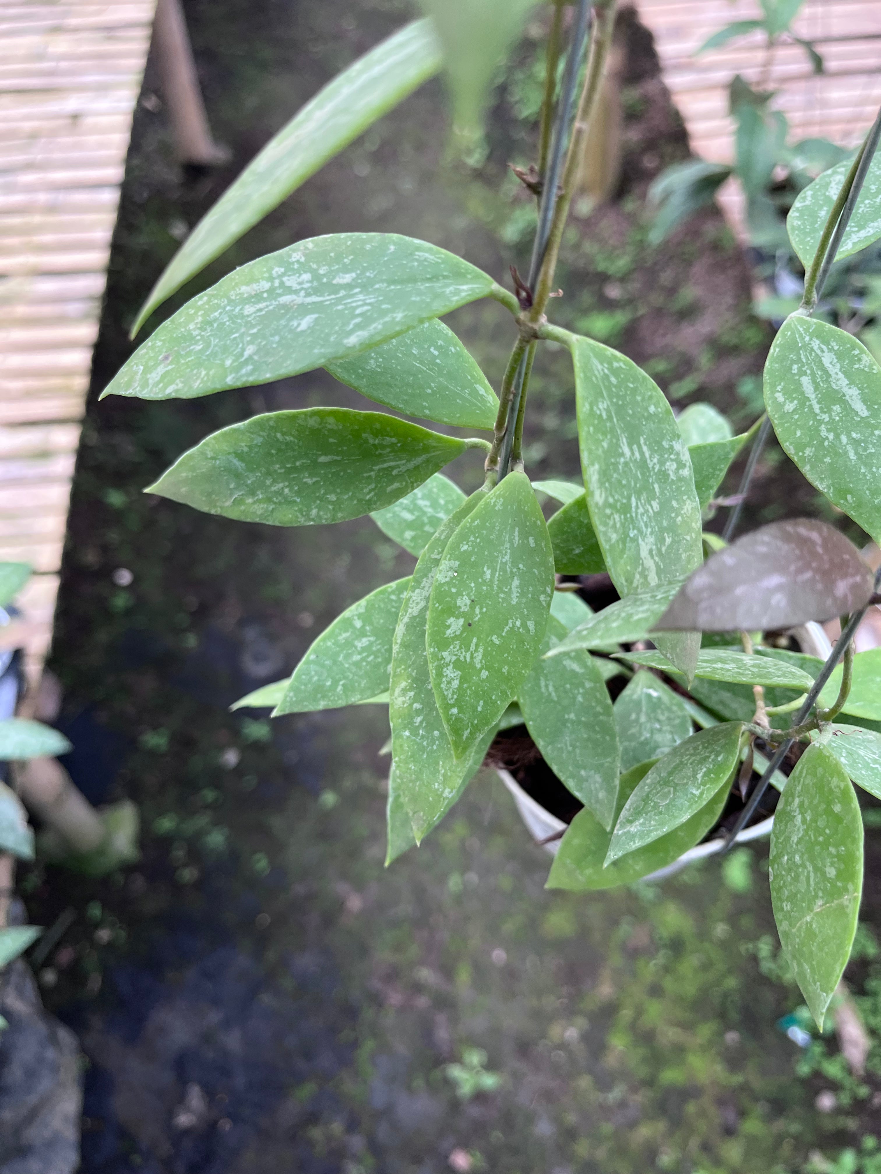 Hoya Gracilis Memoria