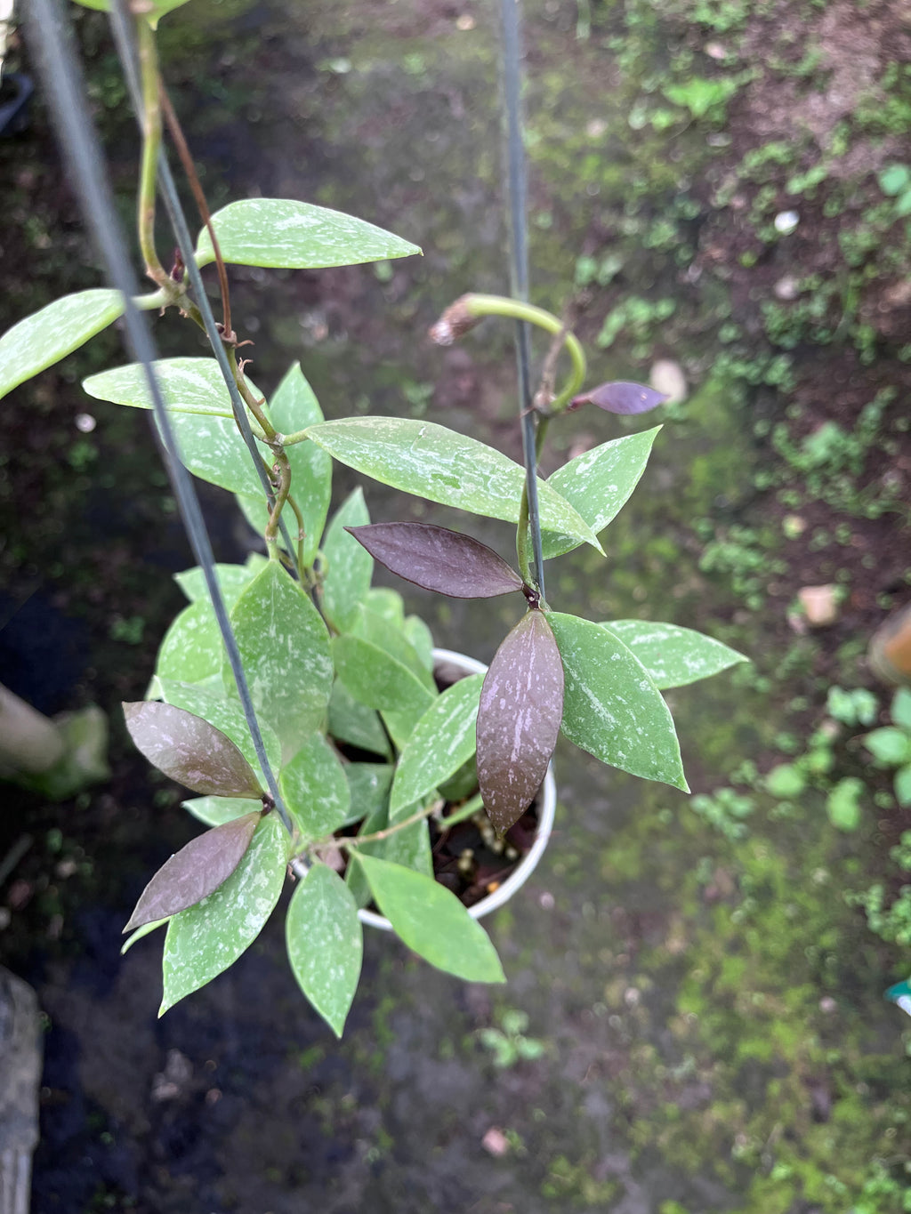 Hoya Gracilis Memoria