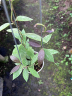 Hoya Gracilis Memoria