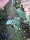 Hoya Vitellina Cianjur Splash