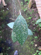 Hoya Vitellina Cianjur Splash