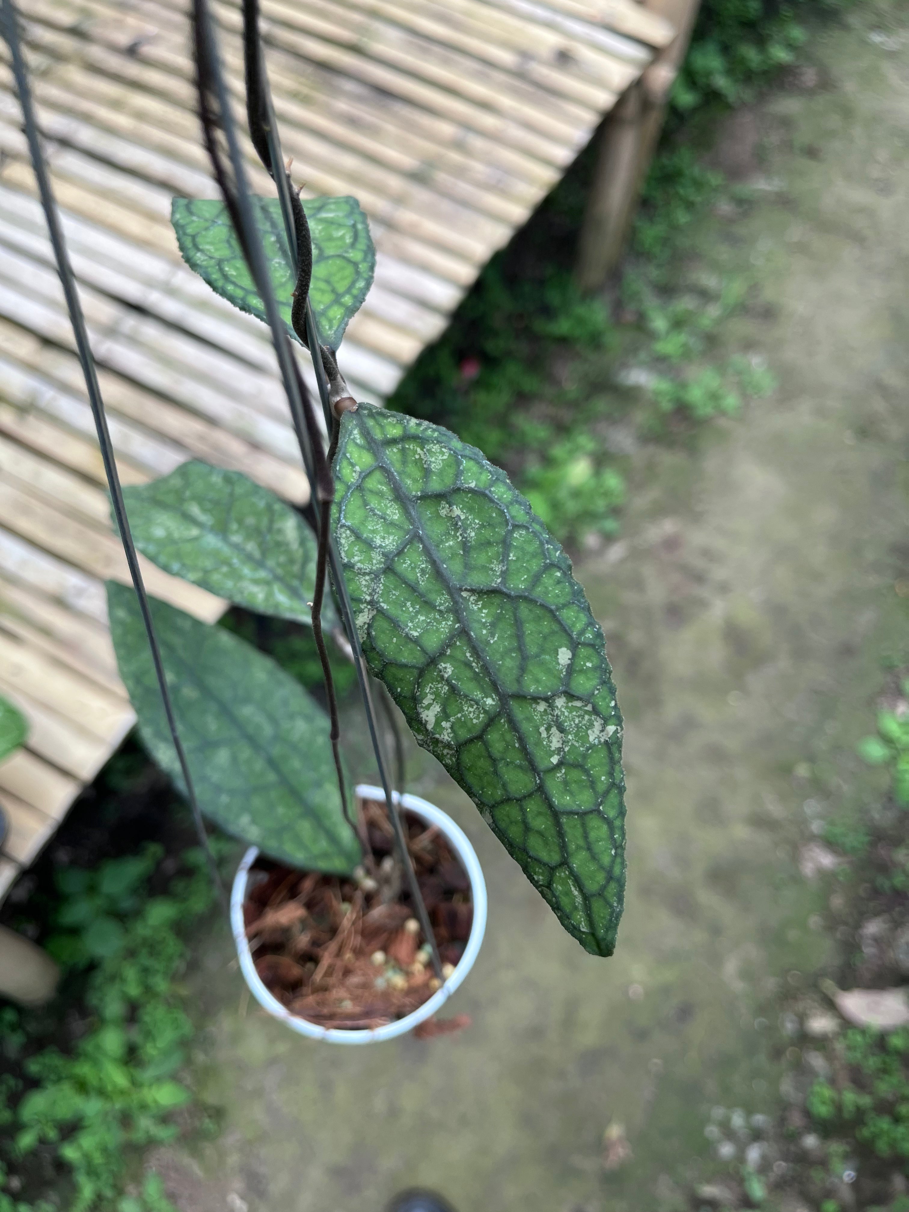 Hoya Clemensiorum Crocodile