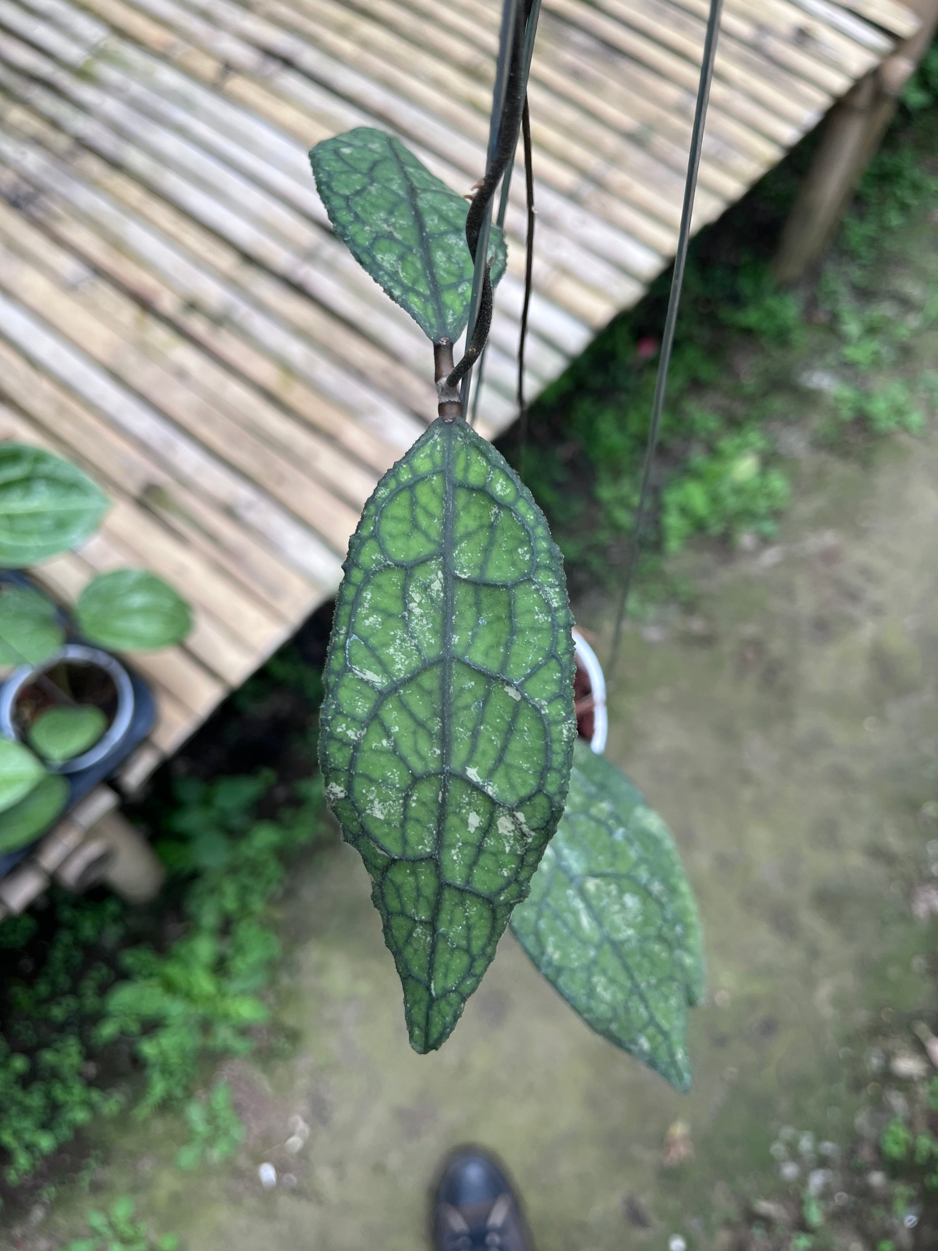 Hoya Clemensiorum Crocodile