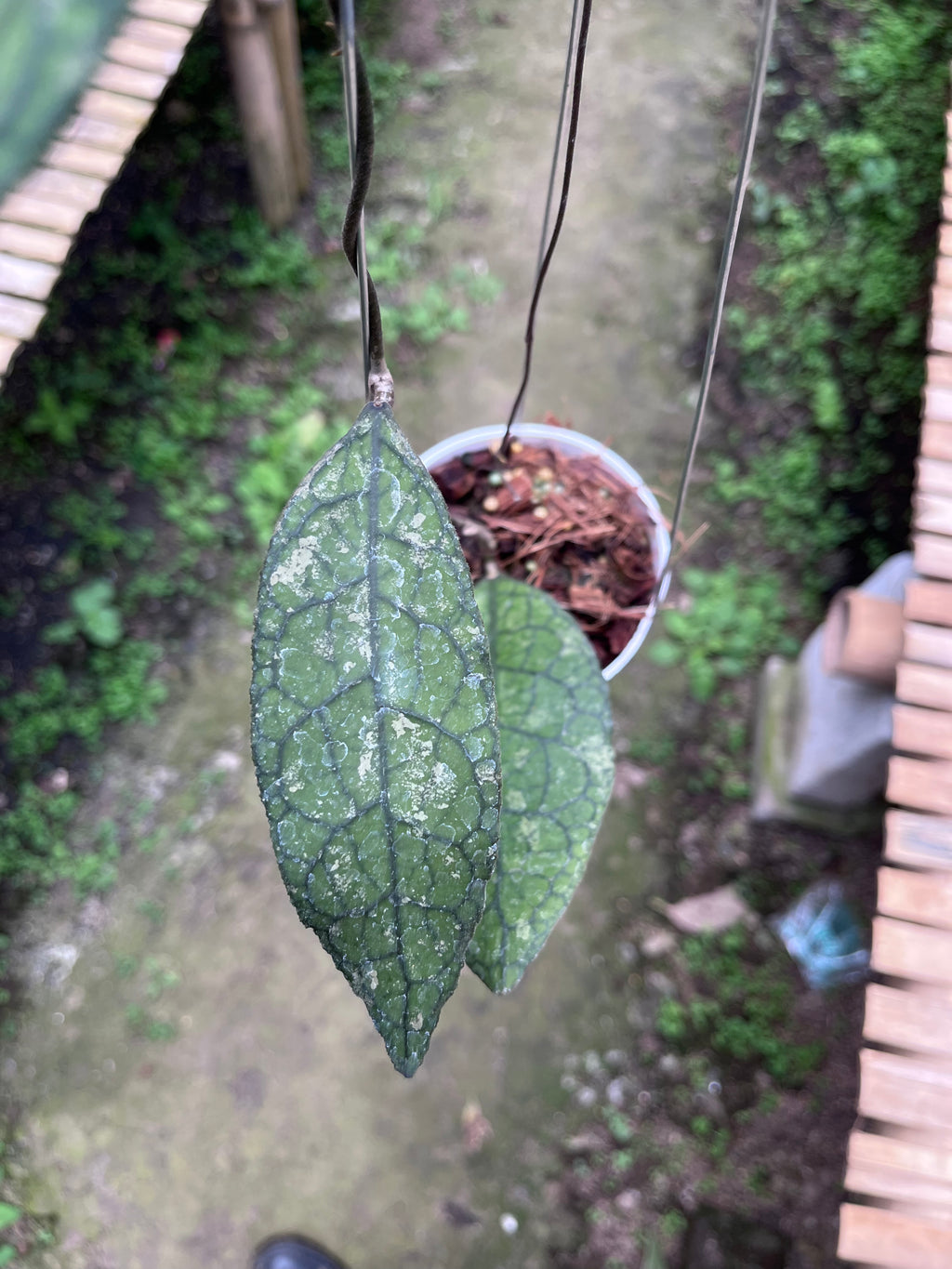 Hoya Clemensiorum Crocodile