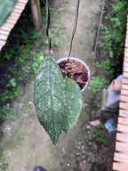 Hoya Clemensiorum Crocodile