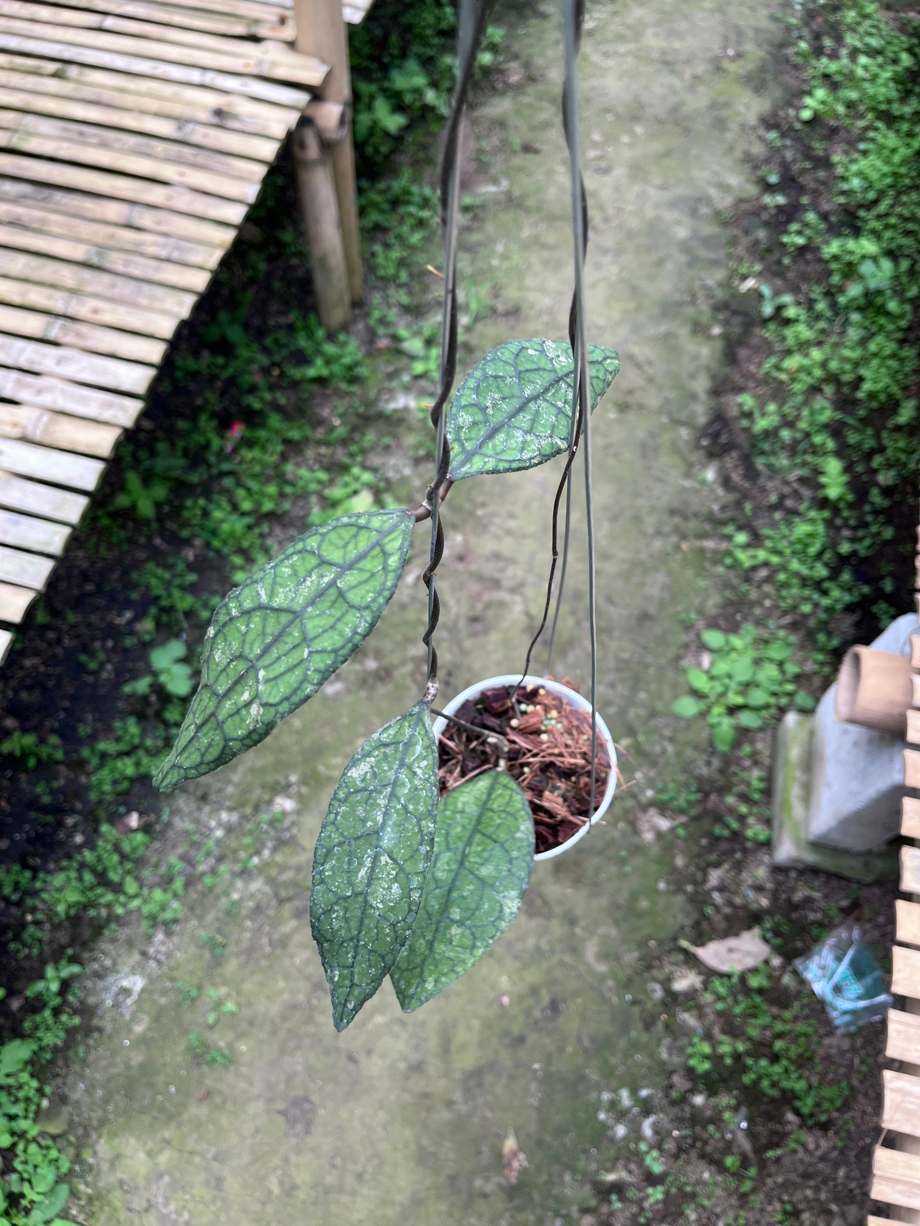 Hoya Clemensiorum Crocodile