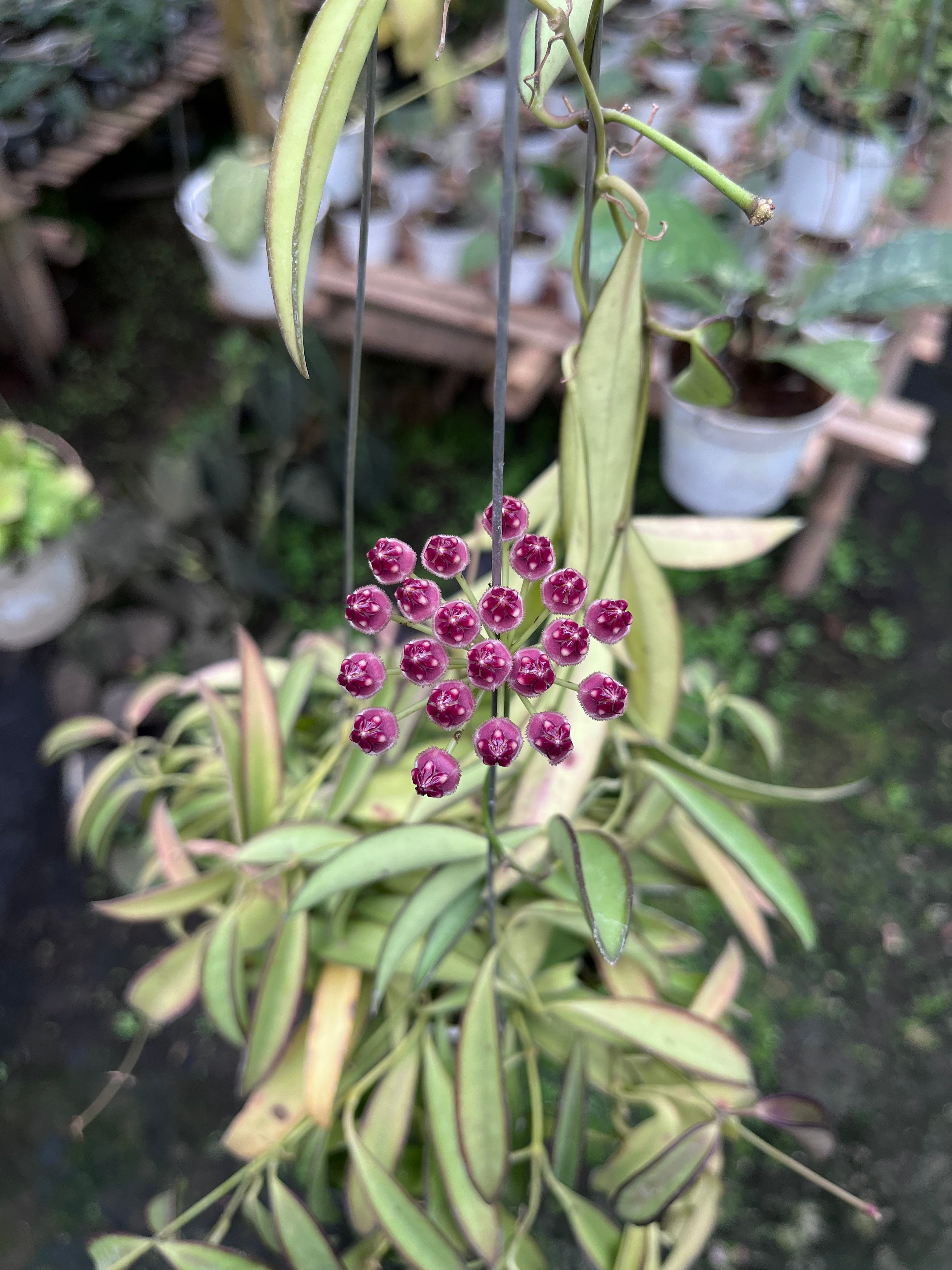Hoya Wayetii Regular