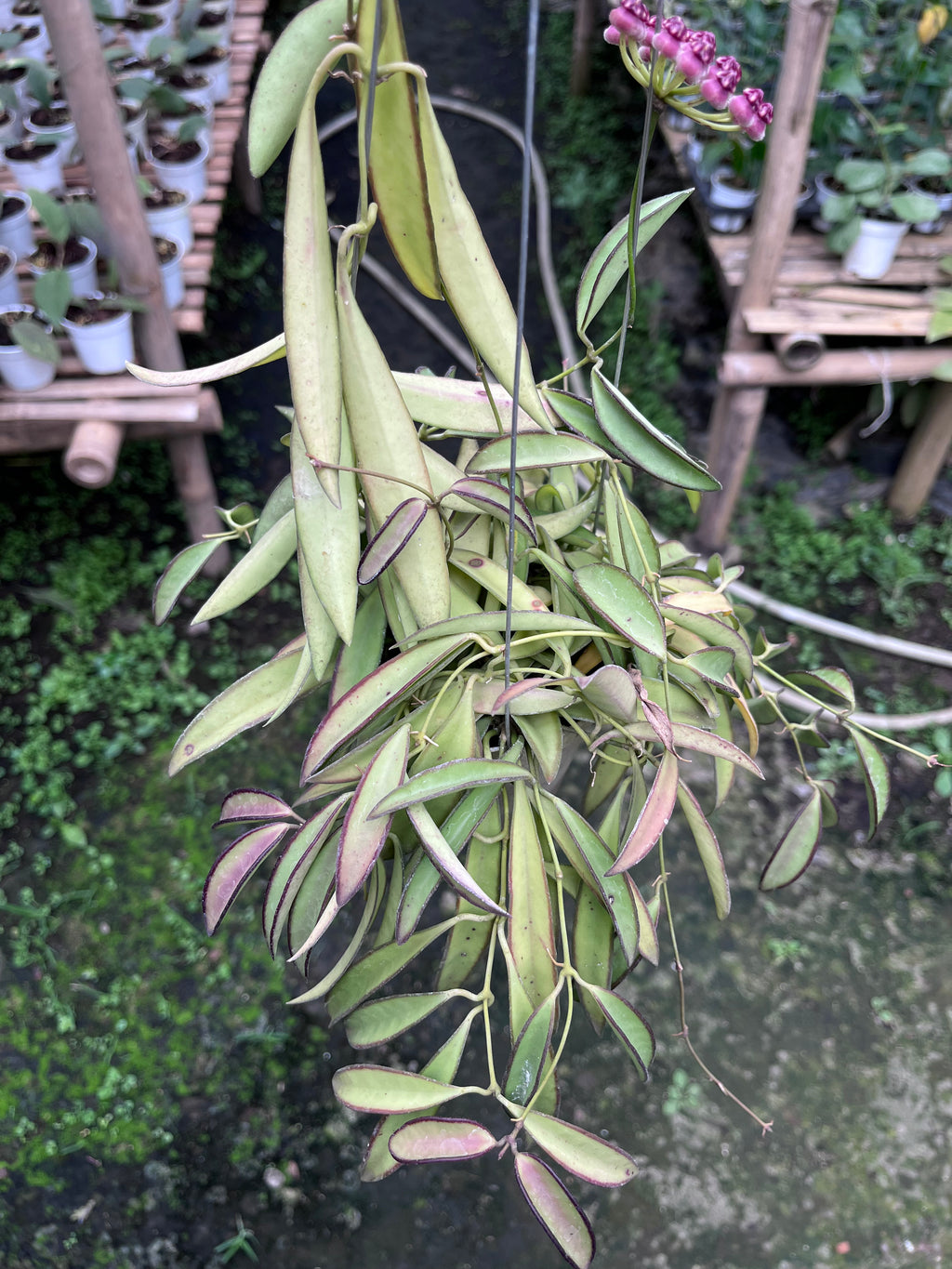 Hoya Wayetii Regular
