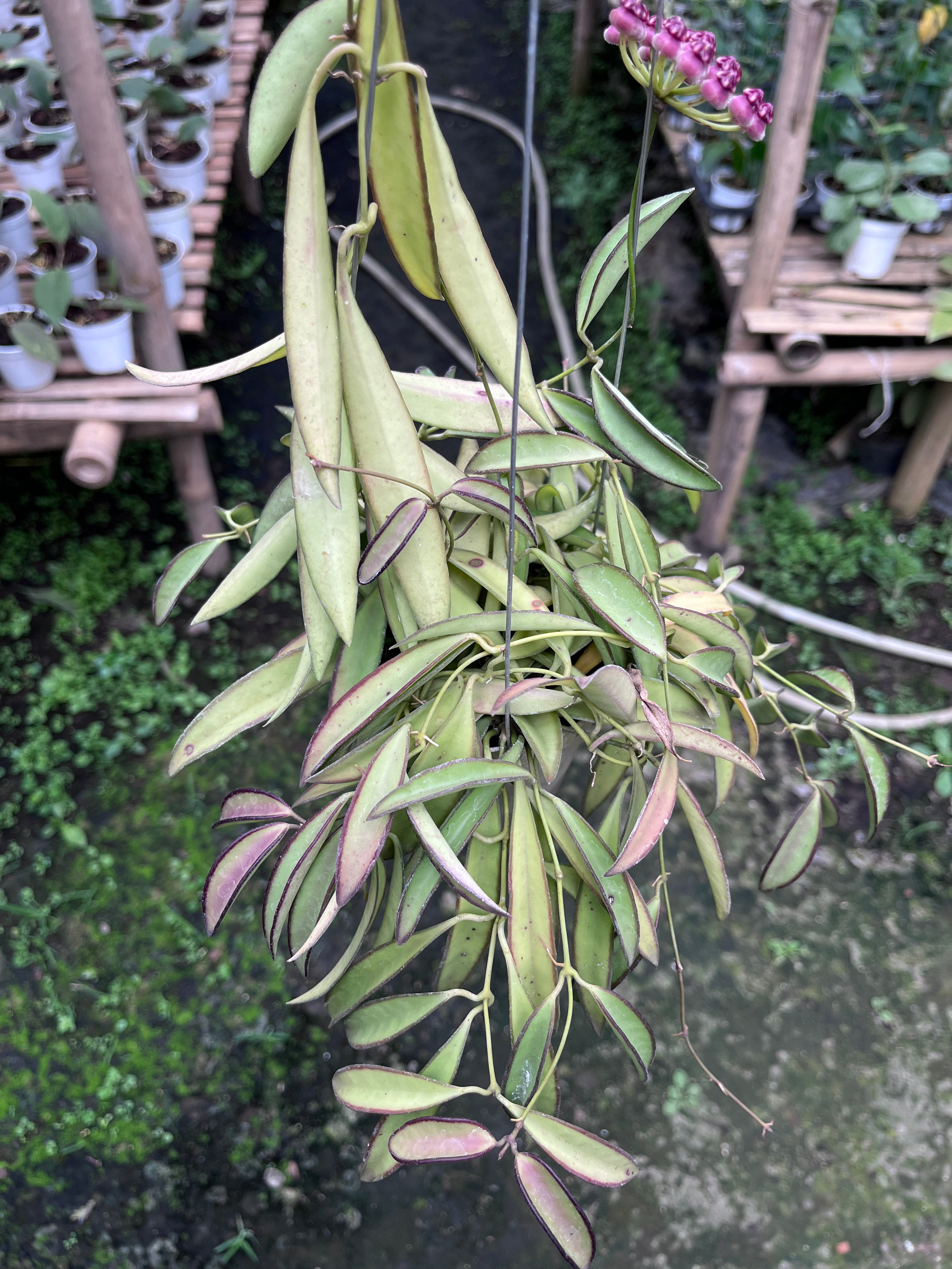 Hoya Wayetii Regular