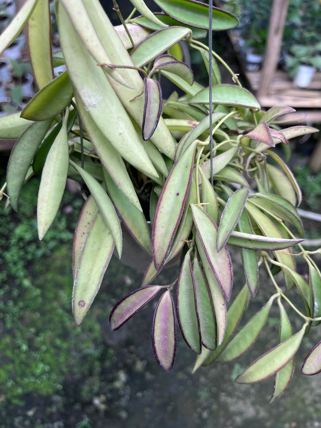 Hoya Wayetii Regular