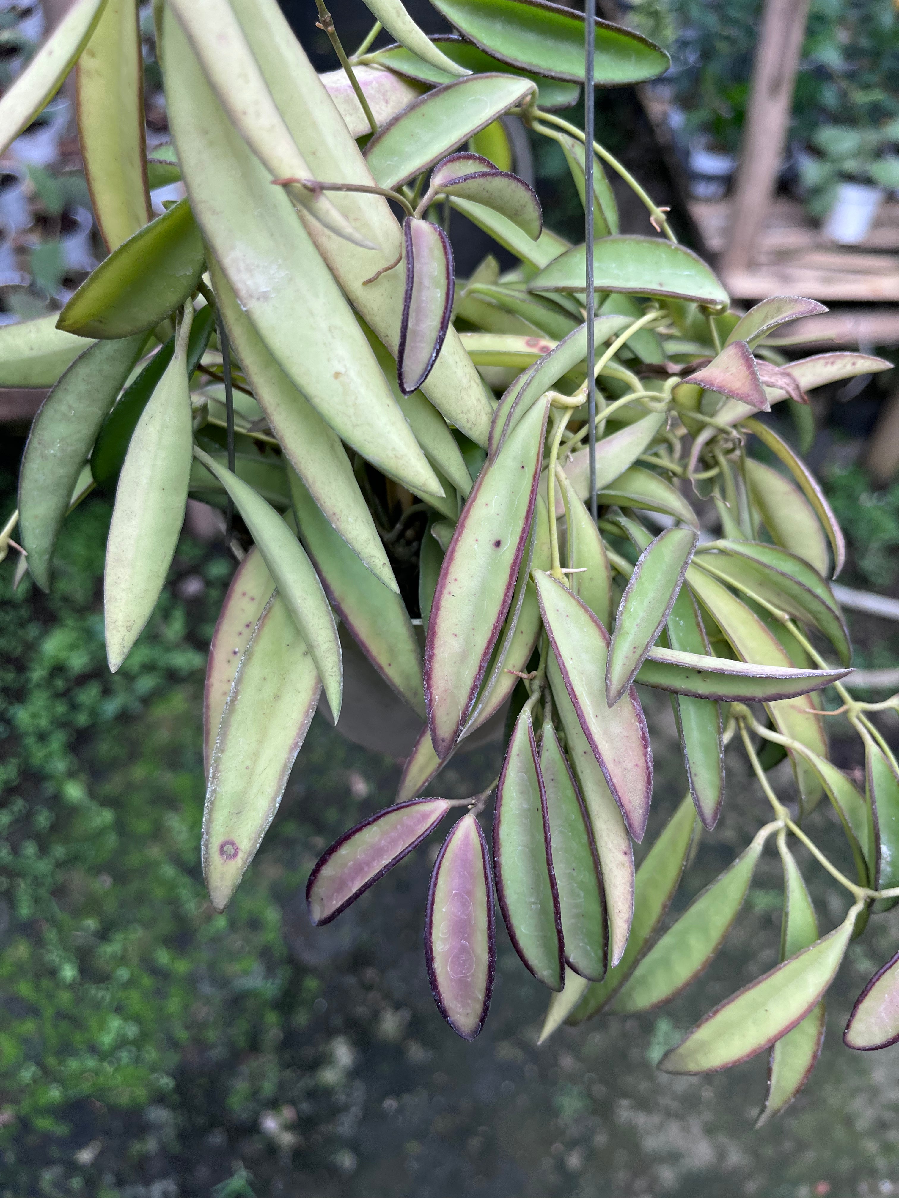 Hoya Wayetii Regular