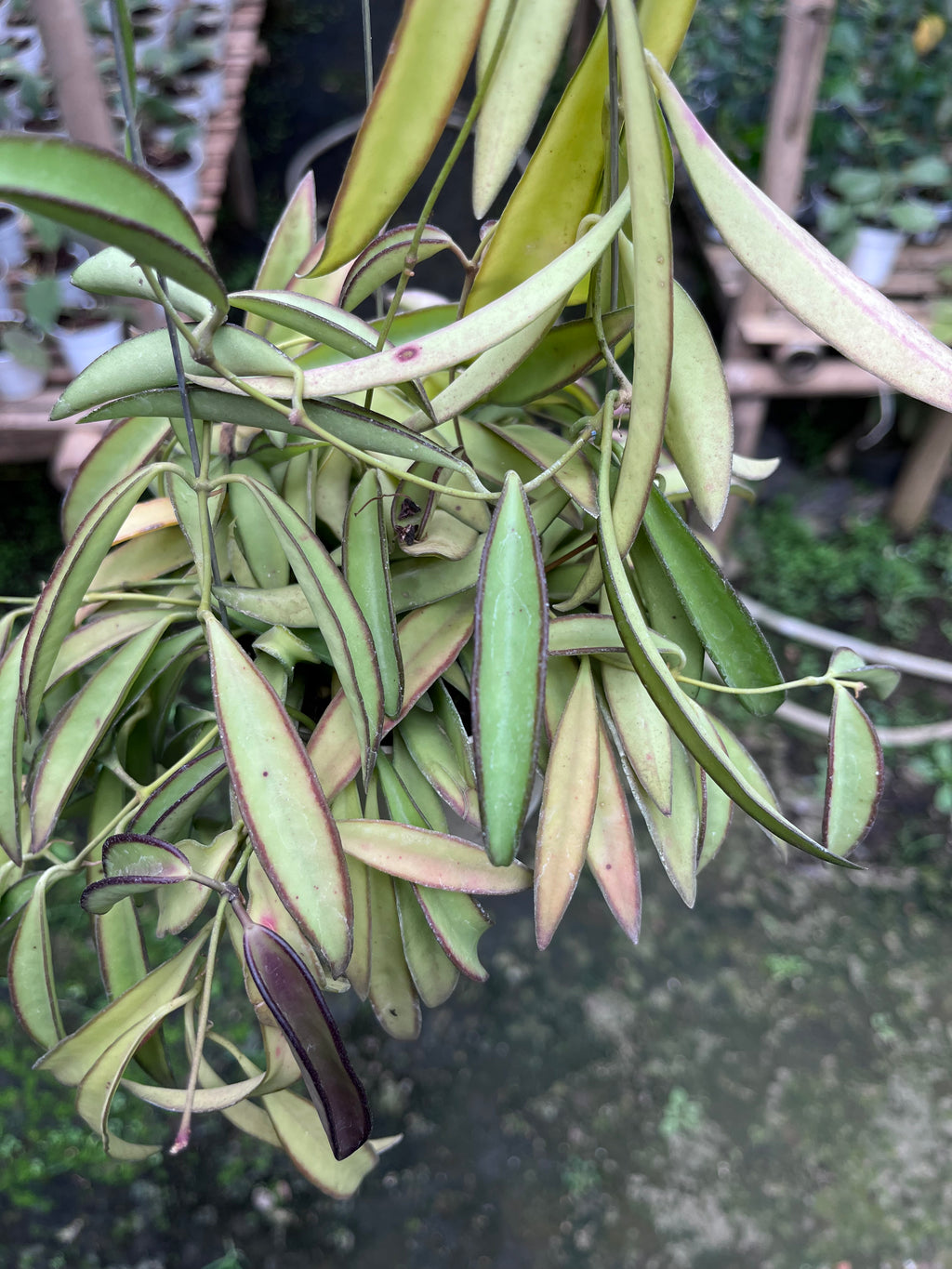 Hoya Wayetii Regular