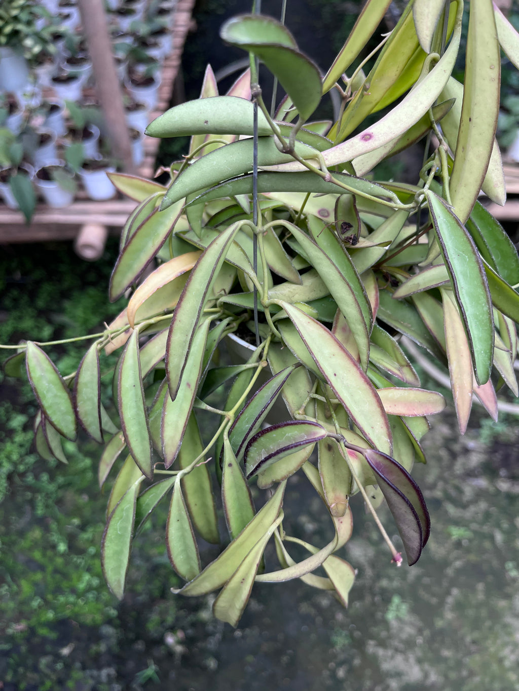 Hoya Wayetii Regular