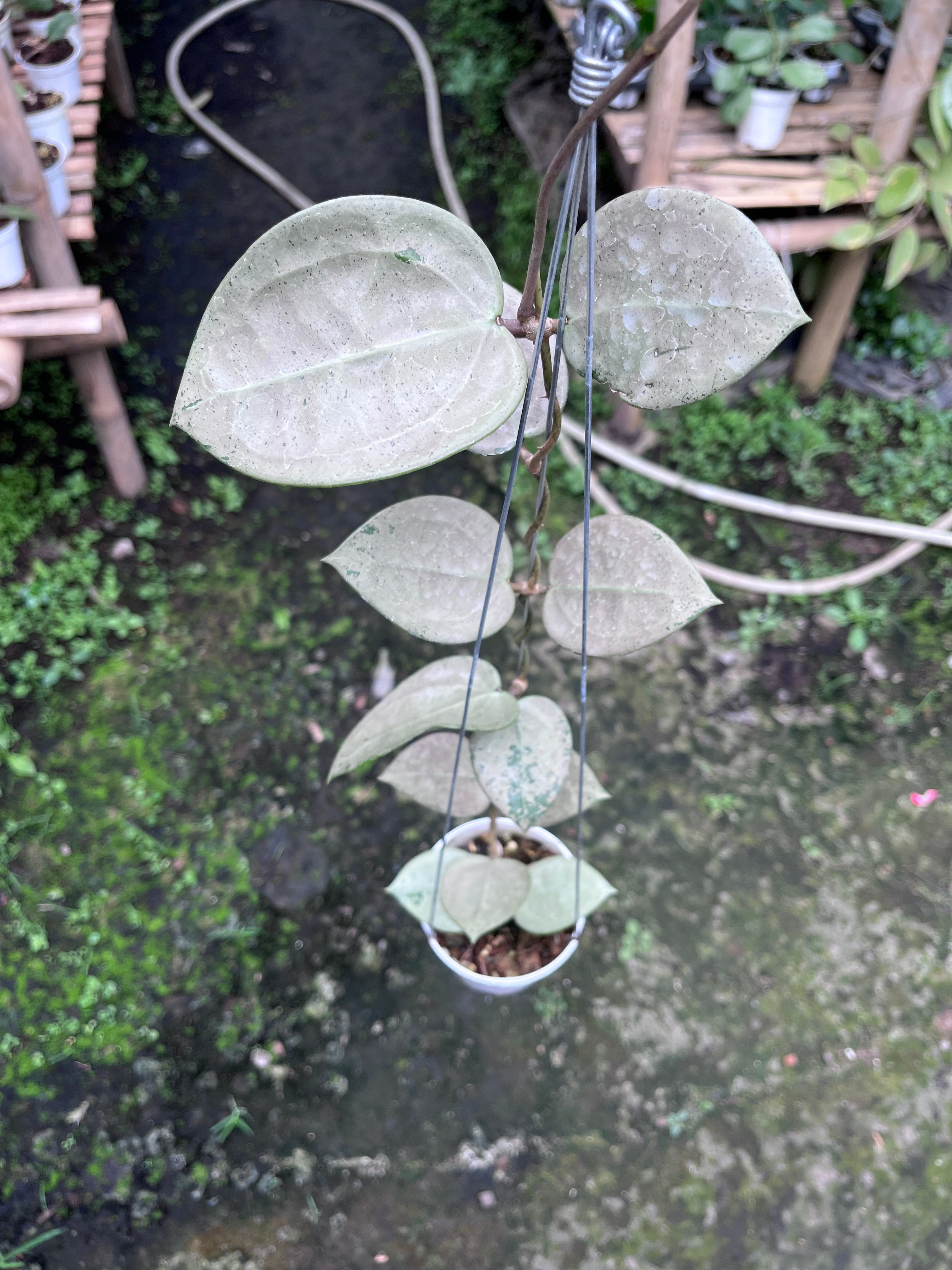Hoya Parasitica Heartleaf SIlver