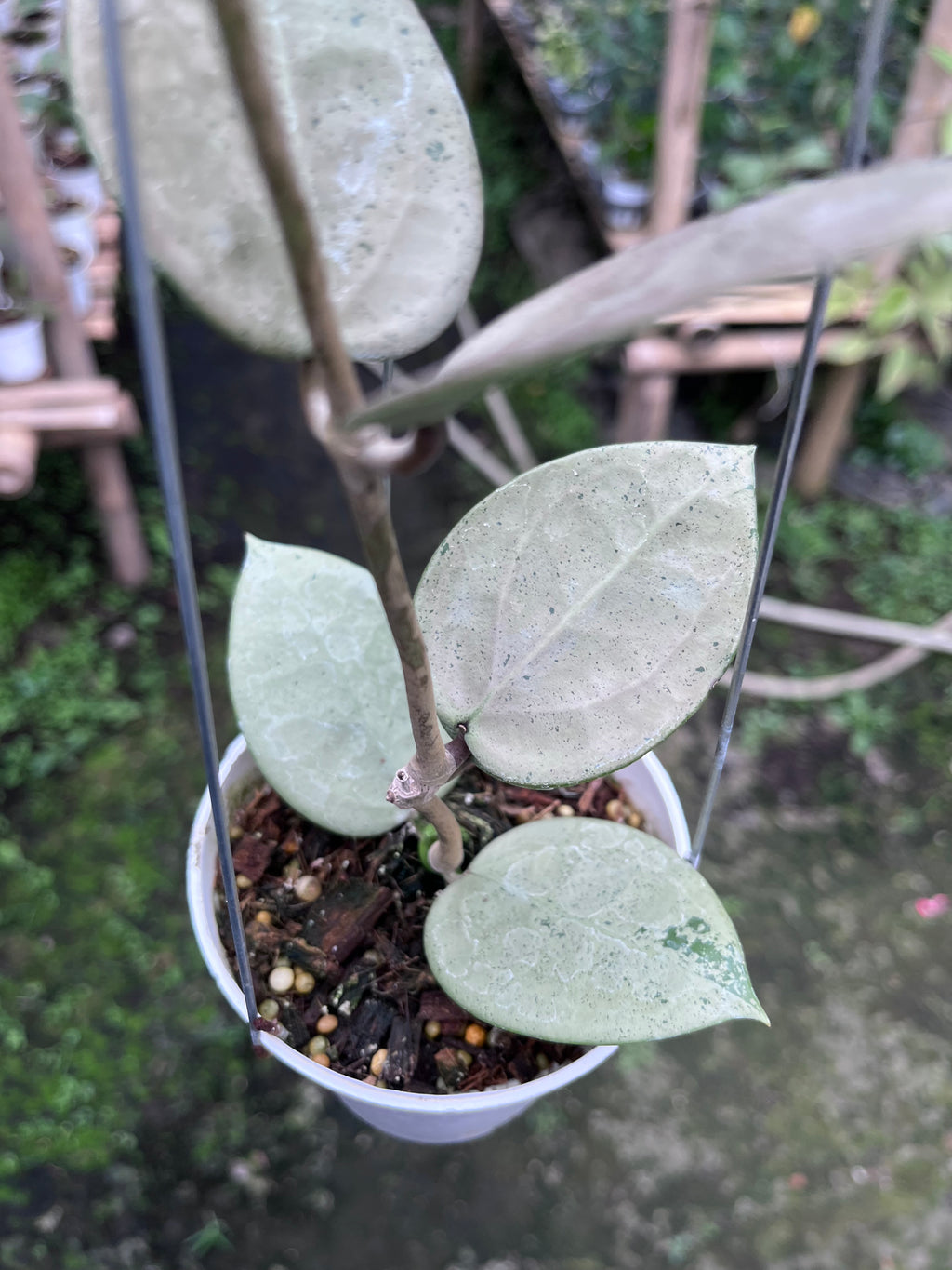 Hoya Parasitica Heartleaf SIlver