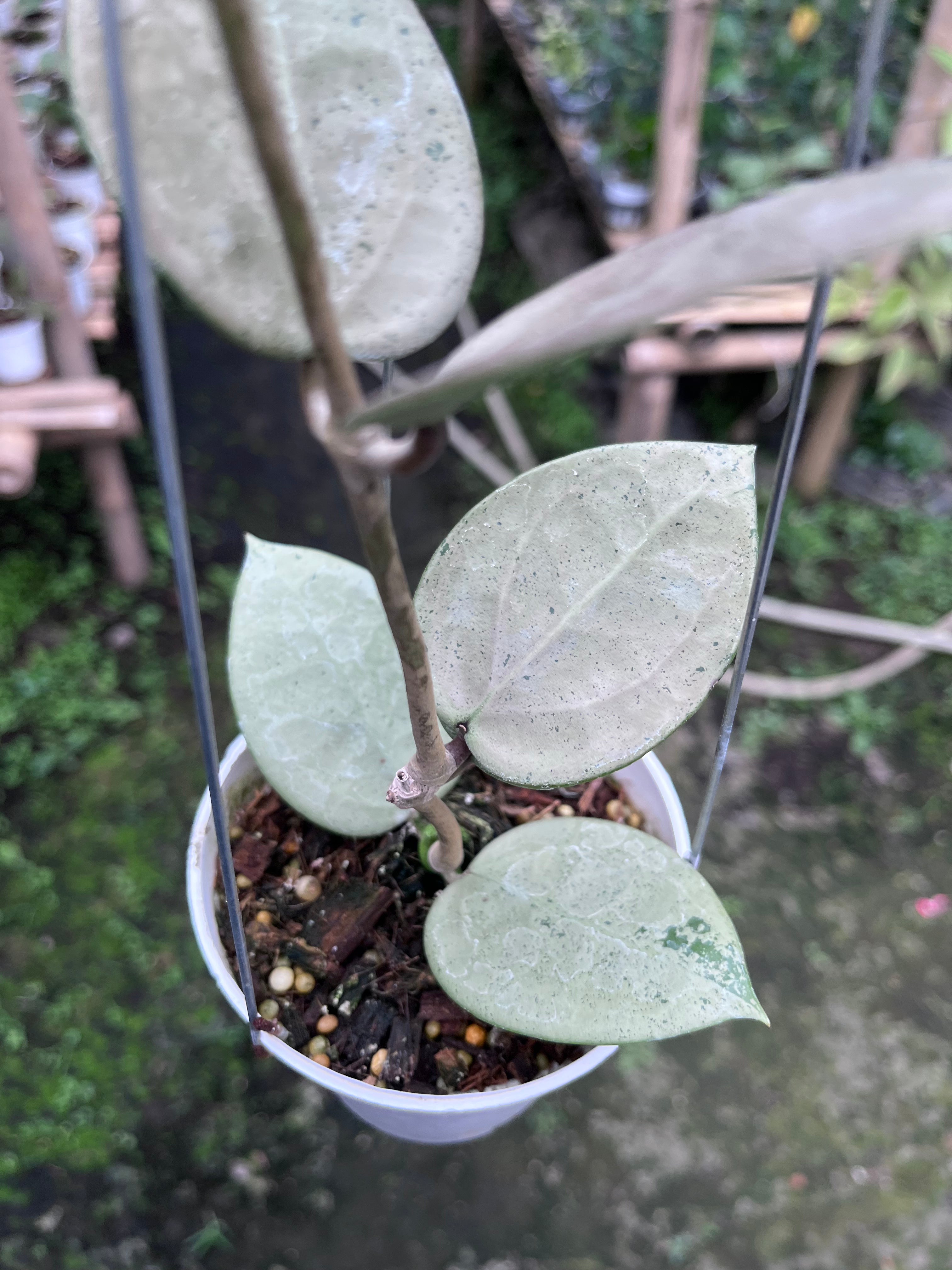 Hoya Parasitica Heartleaf SIlver