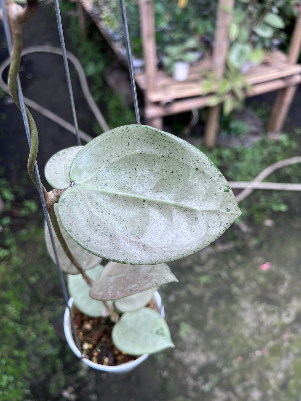 Hoya Parasitica Heartleaf SIlver