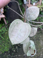 Hoya Parasitica Heartleaf SIlver
