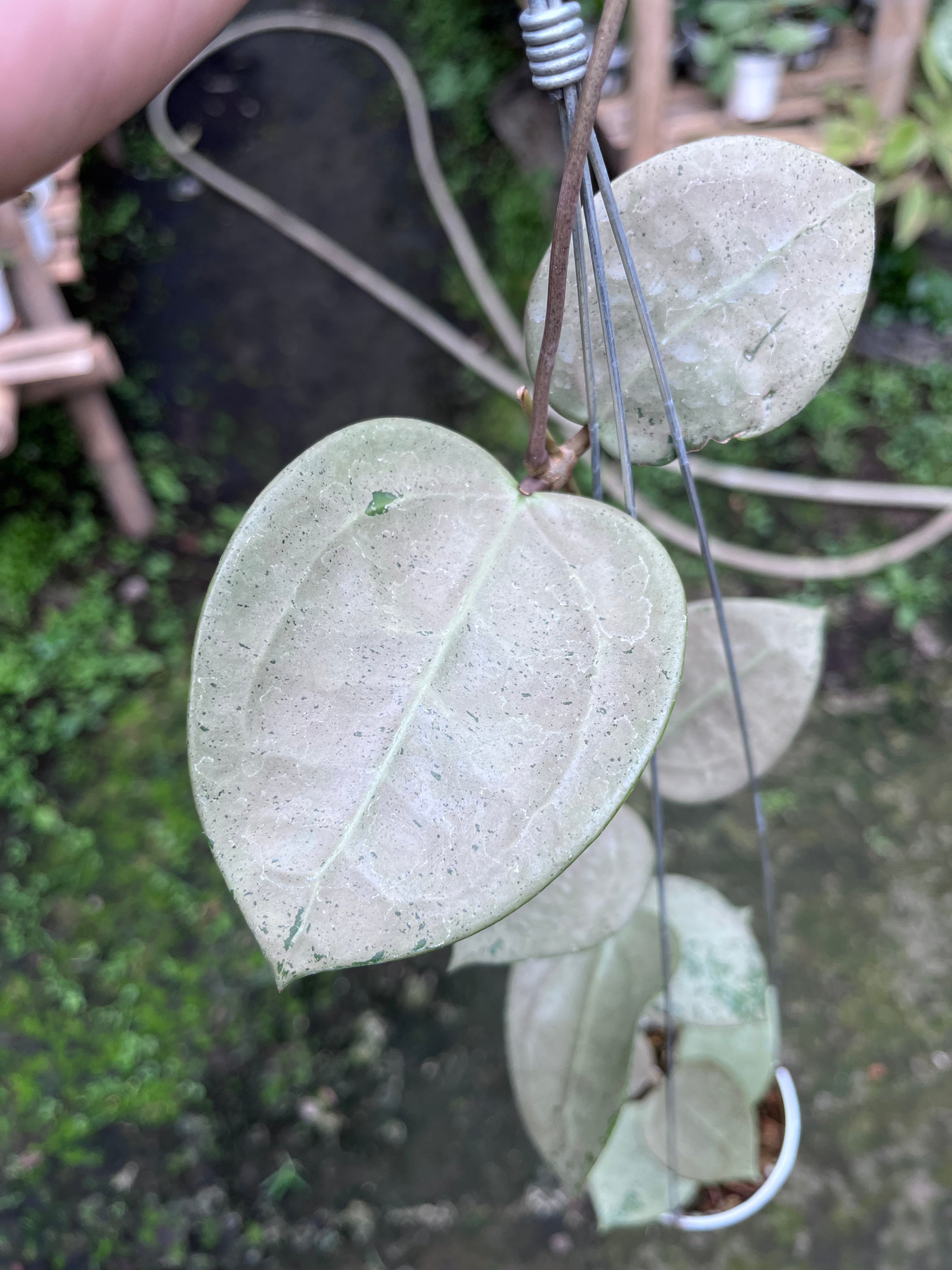 Hoya Parasitica Heartleaf SIlver