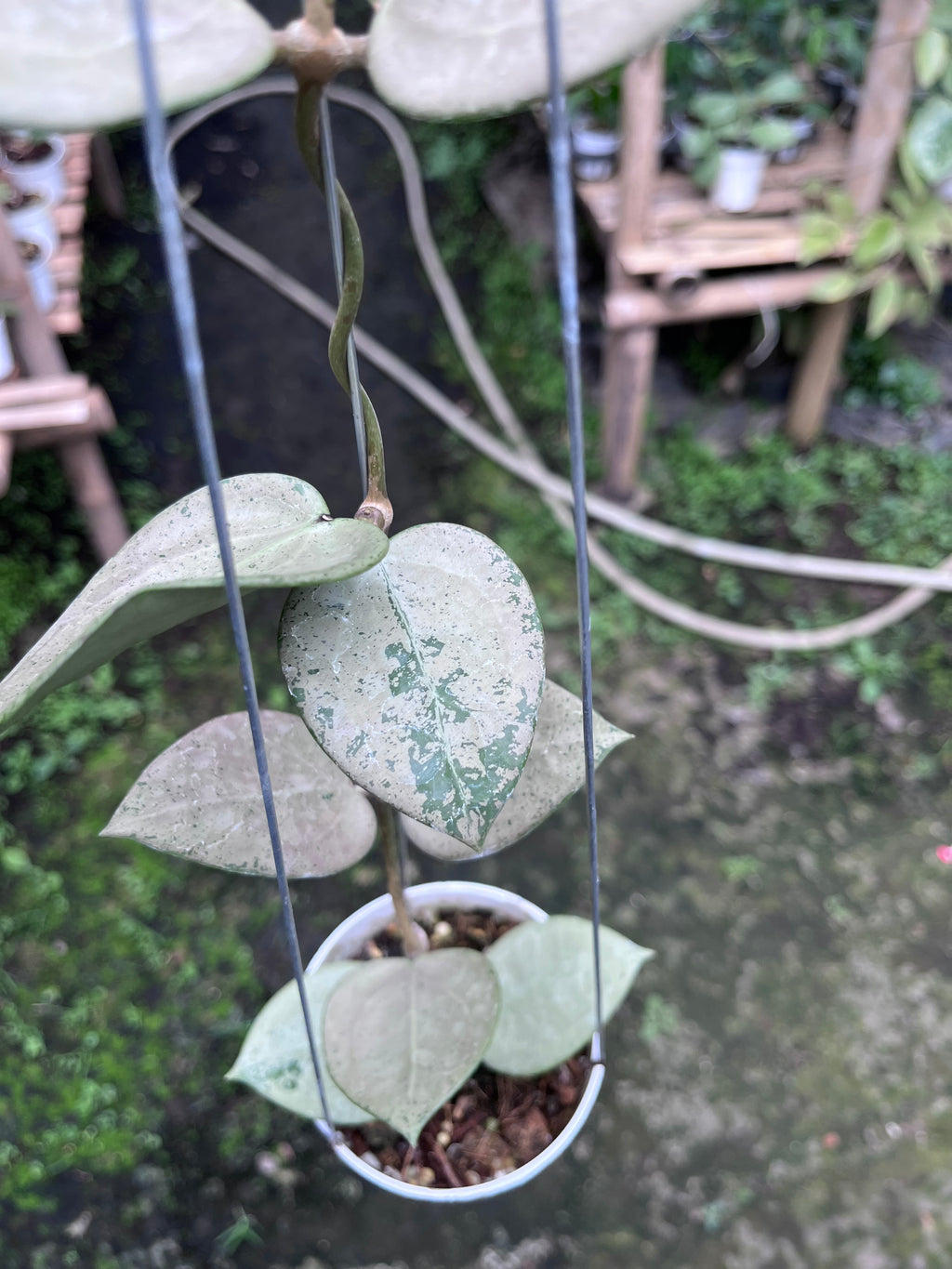 Hoya Parasitica Heartleaf SIlver