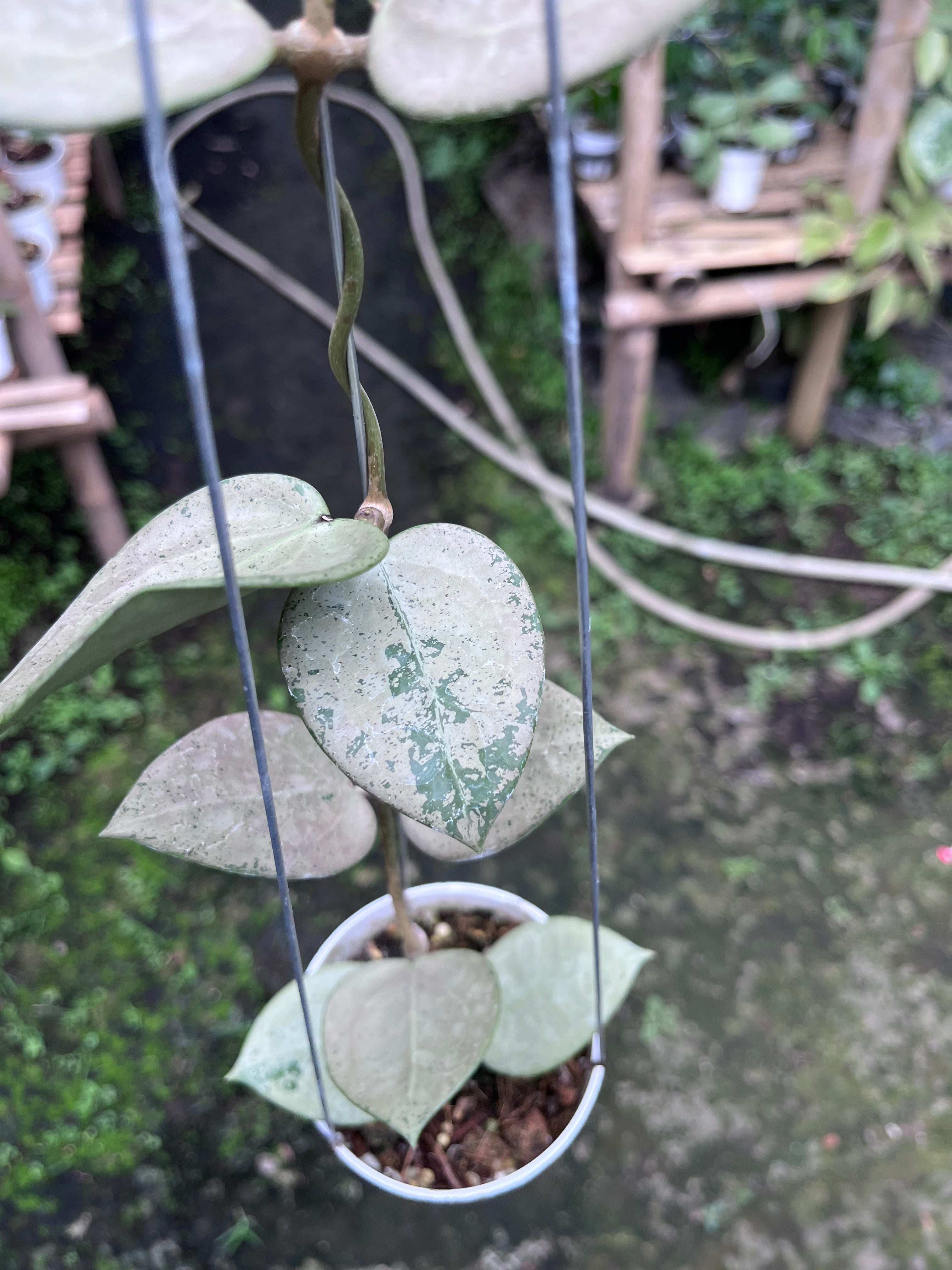 Hoya Parasitica Heartleaf SIlver